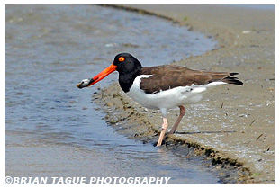 American Oystercatcher