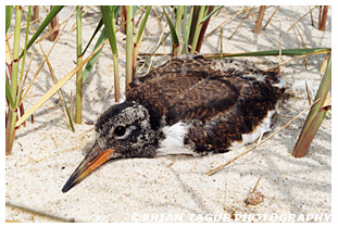 American Oystercatcher fledgling