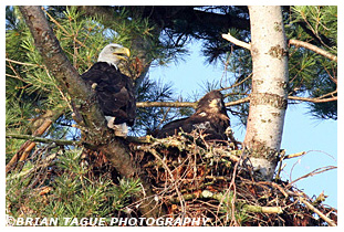 Bald Eagle adult & nestling
