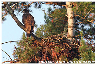 Bald Eagle nestling on nest