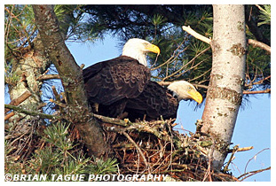 Bald Eagle pair on nest