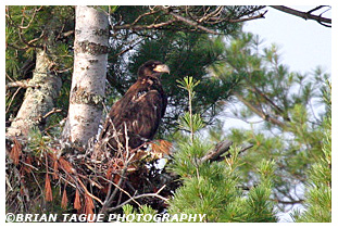 Bald Eagle nestling