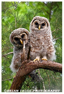 Barred Owl Chicks