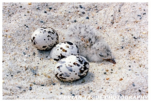Black Skimmer nest