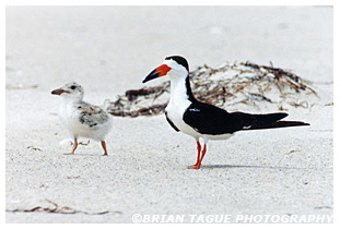 Black Skimmer and chick