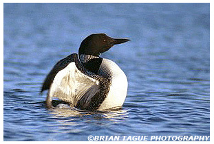 Common Loon - Maine