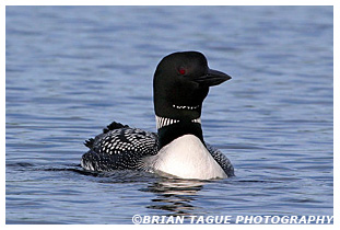 Common Loon - Maine