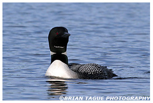 Common Loon - Maine