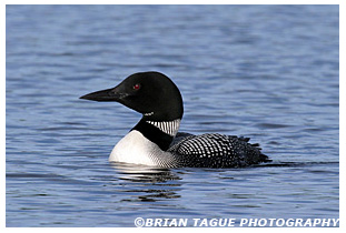 Common Loon - Maine