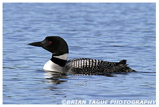 Common Loon - Maine