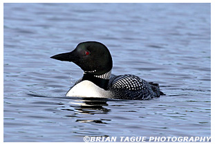 Common Loon - Maine