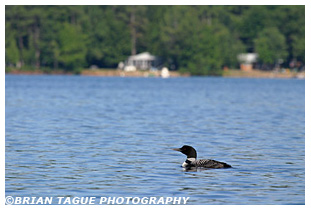 Common Loon - Maine