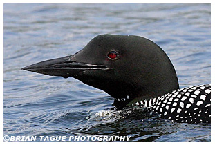 Common Loon - Maine