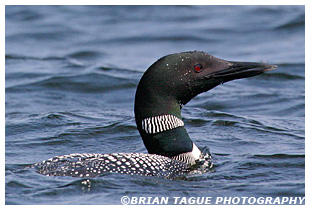 Common Loon - Maine