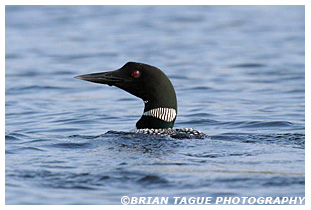 Common Loon - Maine
