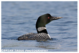 Common Loon - Maine