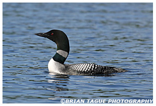 Common Loon - Maine