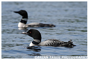 Common Loons - Maine