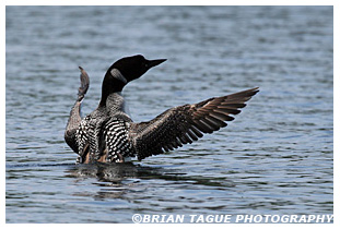 Common Loon - Maine