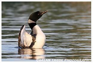 Common Loon - Maine