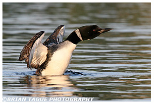 Common Loon - Maine