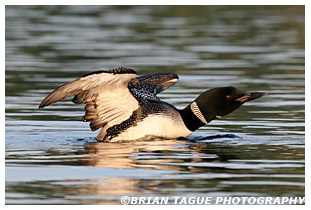 Common Loon - Maine