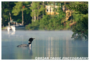 COMMON LOON