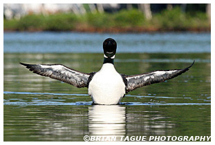 COMMON LOON