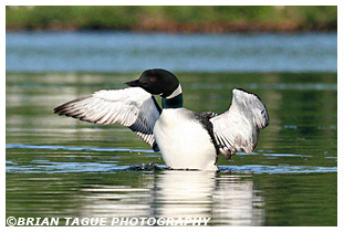 COMMON LOON