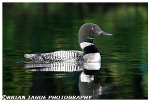 COMMON LOON