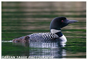 COMMON LOON with Chick 