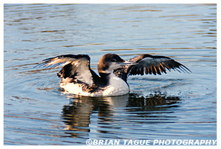 Common Loon - Cape Cod