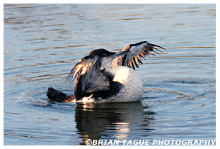 Common Loon - Cape Cod