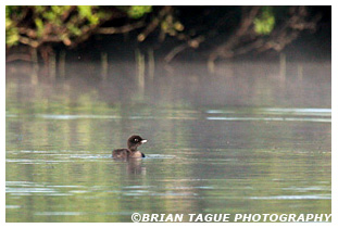 COMMON LOON Chick 