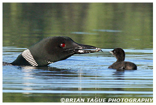 COMMON LOON feeding Chick 