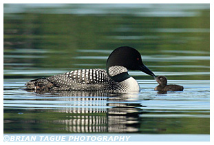 COMMON LOON feeding Chick 