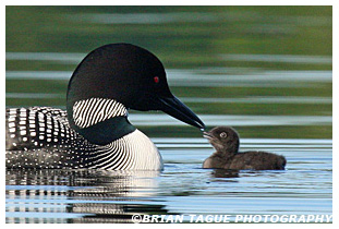 COMMON LOON feeding Chick 