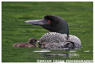 COMMON LOON with Chick 