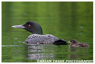 COMMON LOON with Chick 
