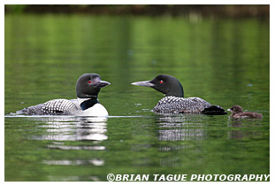 COMMON LOONS with Chick 