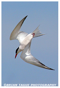 Common Tern