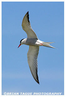 Common Tern