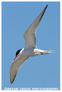Common Tern
