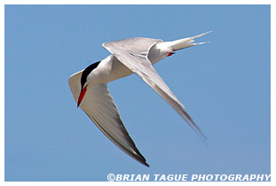 Common Tern