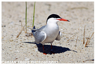 Common Tern