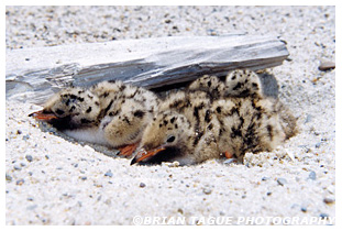 Common Tern chicks