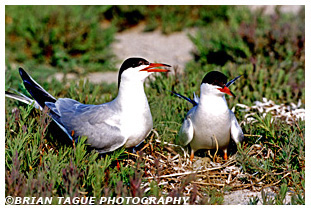 Common Terns at nest