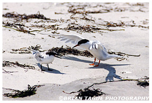 Common Tern juvenile with adult