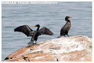 Double-crested Cormorants