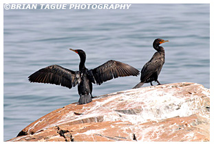 Double-crested Cormorants